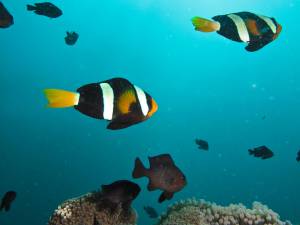 Clark's Anemonefish, Ko Rok