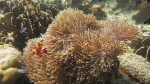 Spot clownfish while snorkeling on the Four Islands Tour