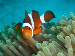 Clownfish, Ko Rok