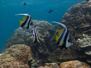 Bannerfish, Ko Rok