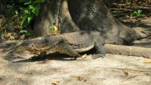 Monitor lizard, Ko Rok