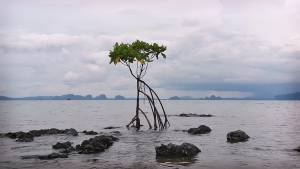 Mangrove tree, Ko Kam Nui