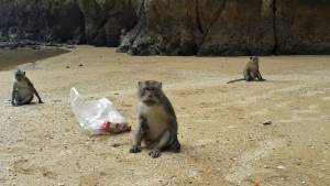 Monkeys on Ko Talabeng