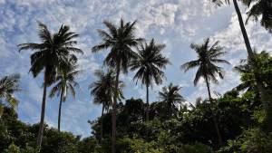 Palm trees, Ko Kam