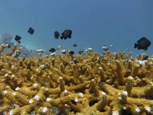 See damsel fish snorkeling on the Four Islands Tour