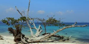 Fallen tree at Ko Kradan beach