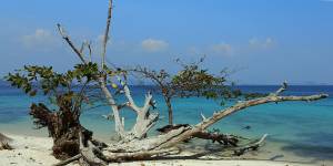 Fallen tree at Ko Kradan beach