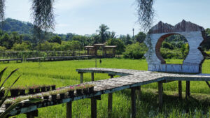 Rice fields at Na Tam Mu farm on Koh Lanta Noi